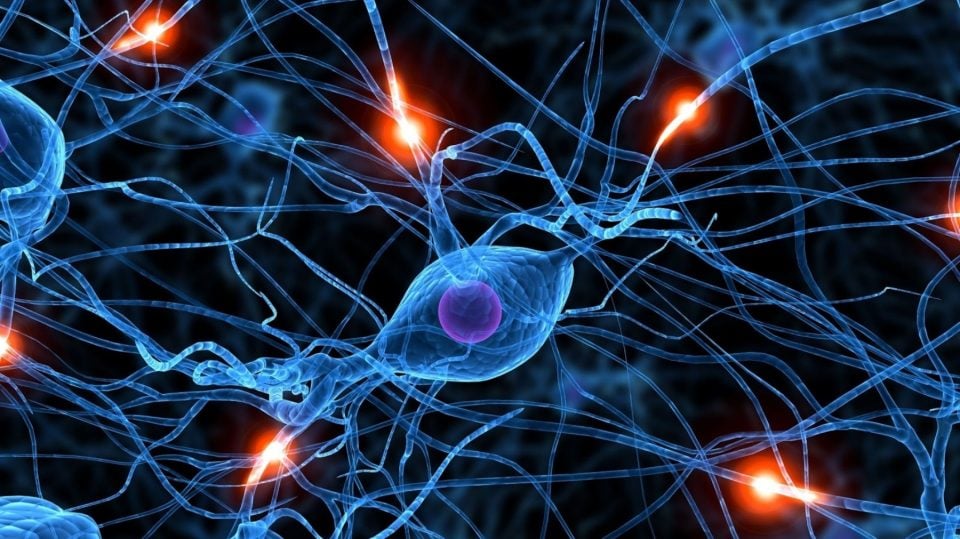 Hito en neurociencia: España desarrolla un modelo que replica el funcionamiento de las neuronas visuales
