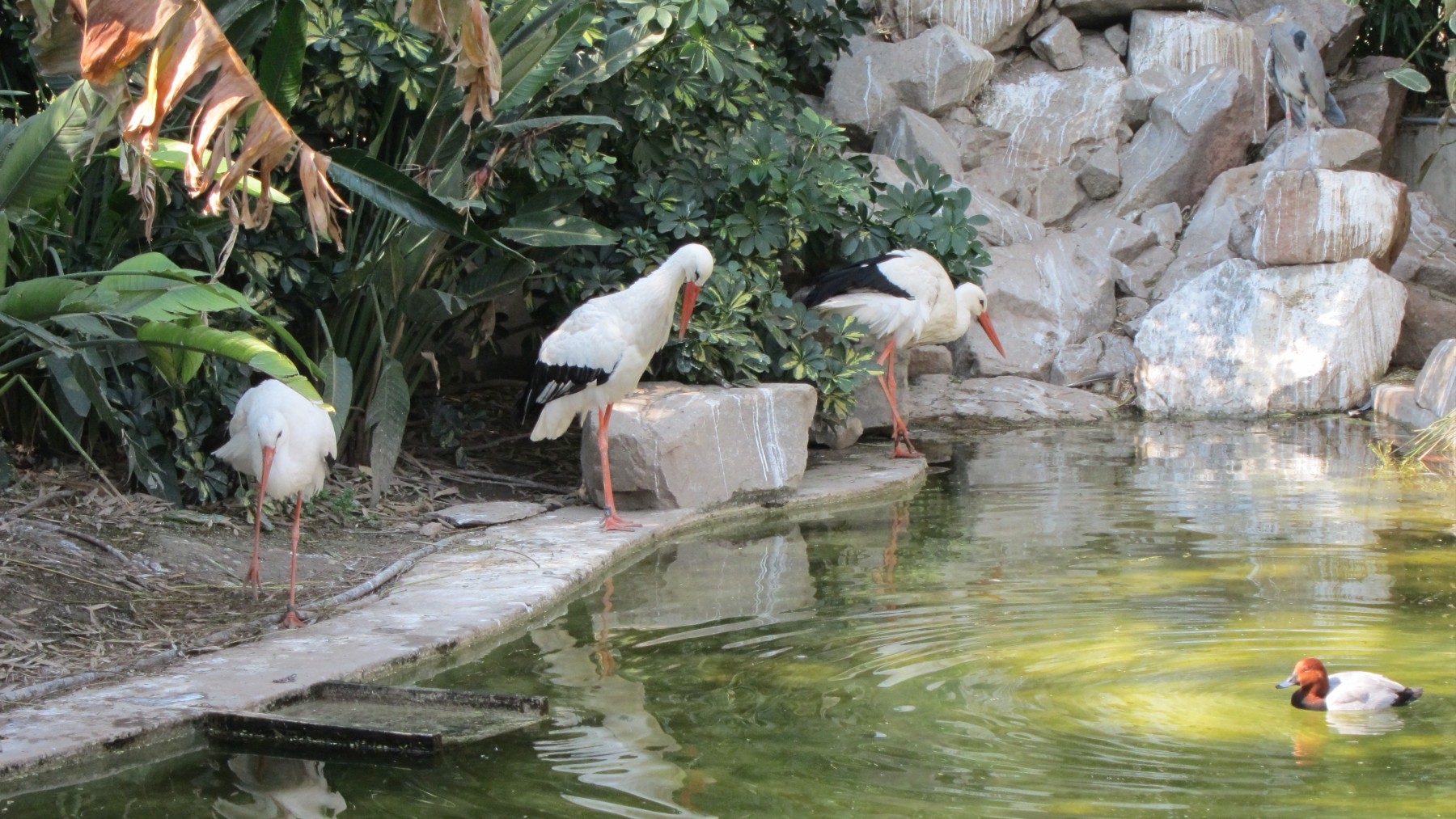 Animales en el zoo de Córdoba (EUROPA PRESS).