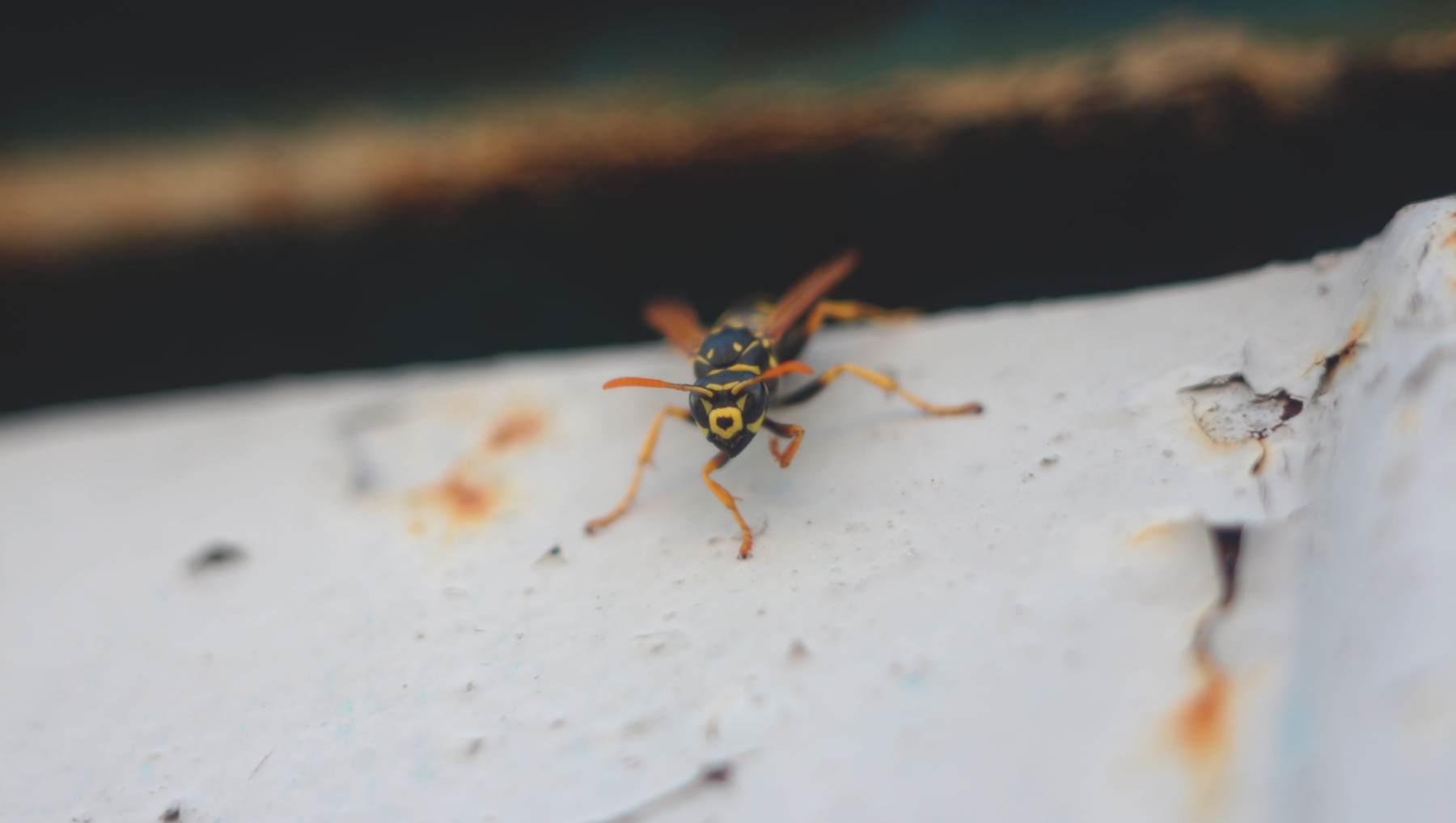 Insectos que tienen habilidades sorprendentes