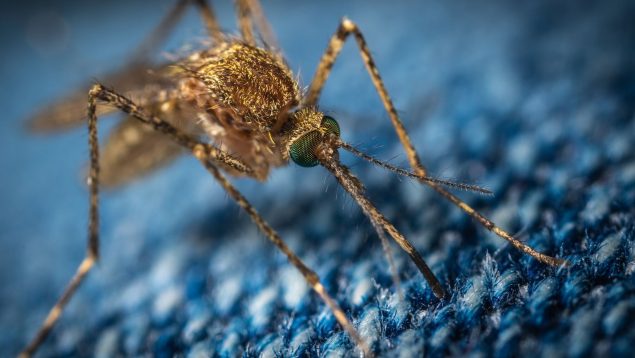 Por qué los mosquitos pican más a unas personas que a otras