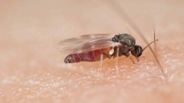 Una temible plaga llega a Madrid, las moscas ya no son lo que era, ahora, además de molestar, pican y pueden llegar a ser especialmente peligrosas para la salud