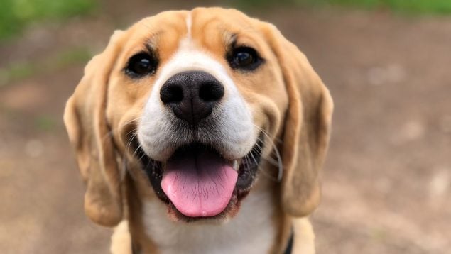 es un perro lamiendo tu cara una muestra de cariño