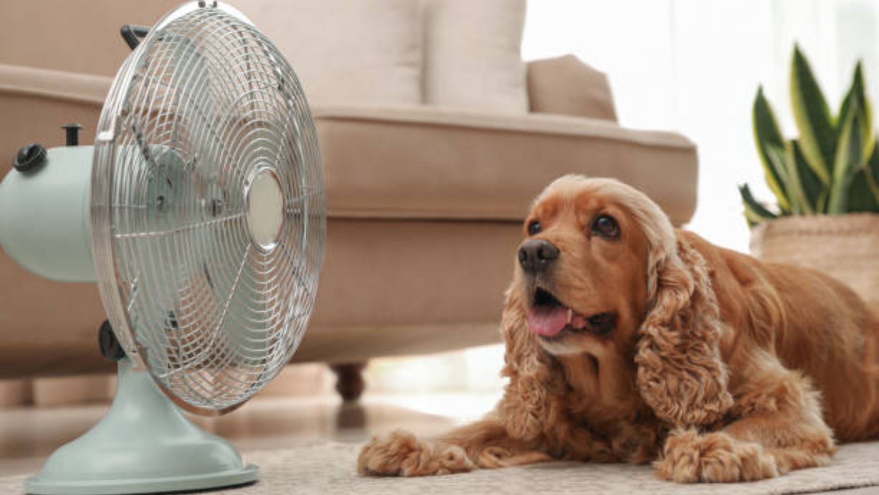 Descubre el producto de Lidl para que tu mascota no pase calor