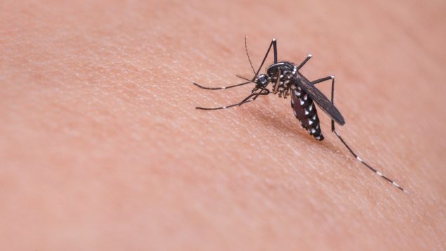 Come esto si quieres acabar con los mosquitos: no te volverán a picar