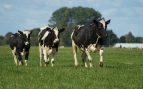 Francia regala a España cada año tres vacas y la extraña razón es esta