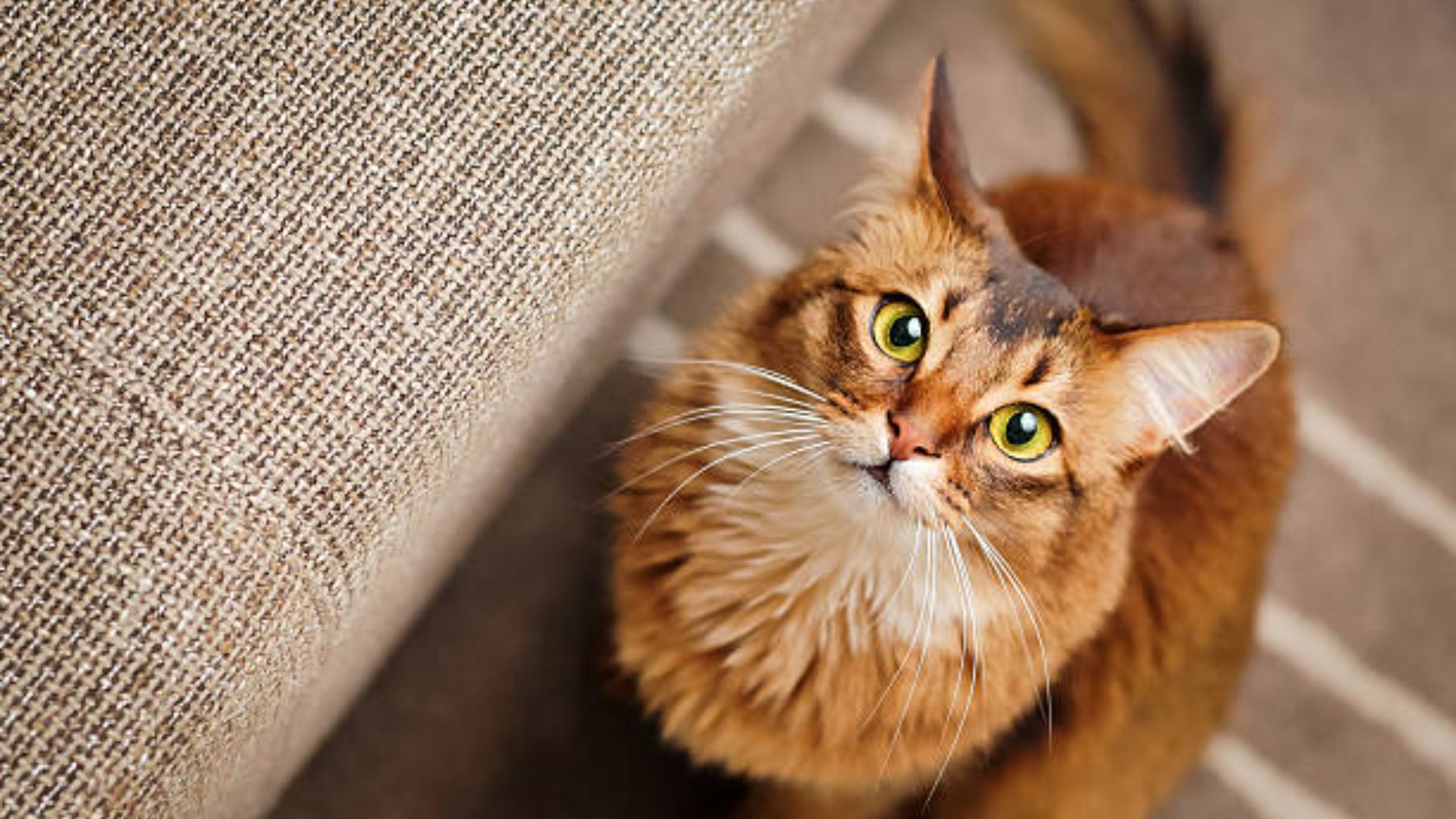 Descubre cómo afecta el parásito que pueden transmitir los gatos a los humanos