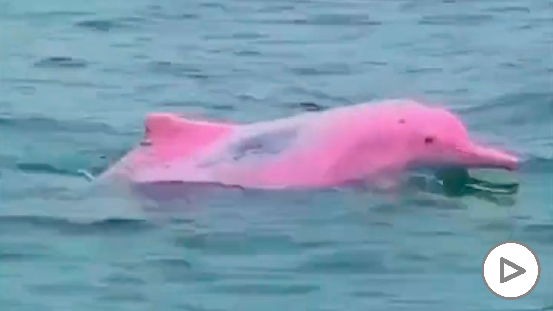 delfines rosados bebes