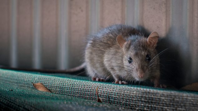 animal cura del cáncer