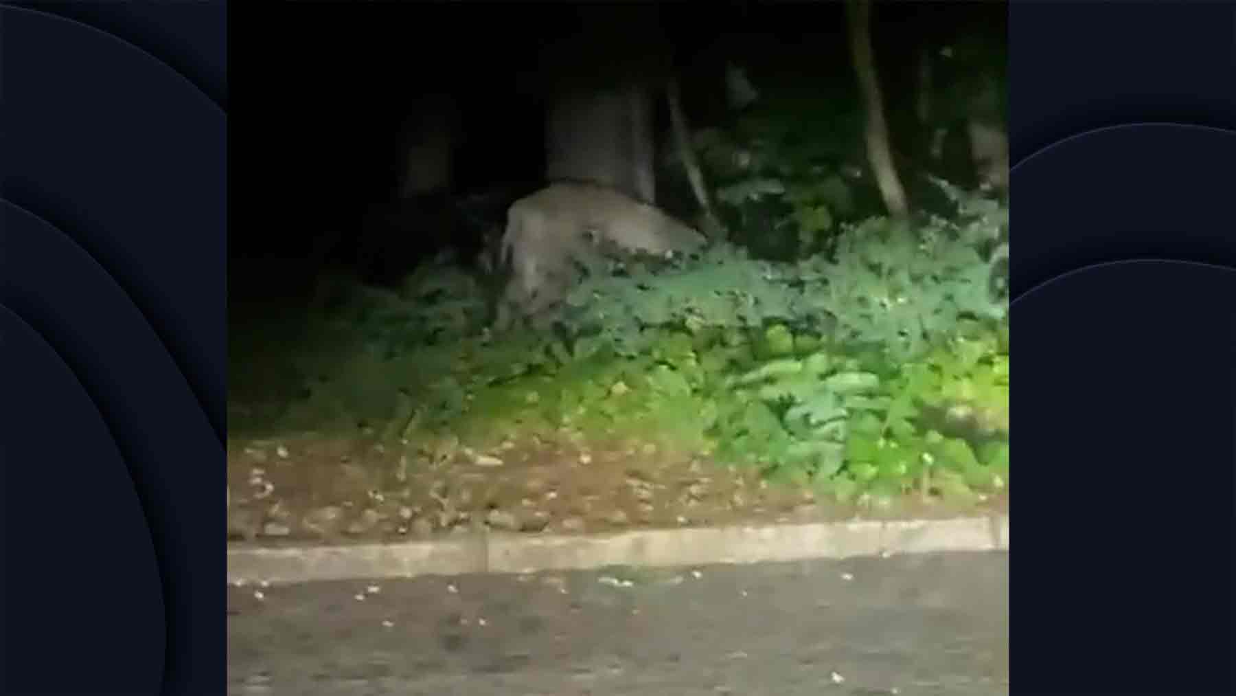 La policía alemana avisa de que un león anda suelto por el sur de Berlín