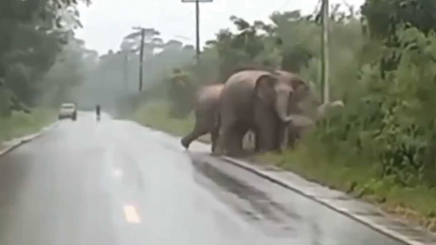Elefante saludando a un coche
