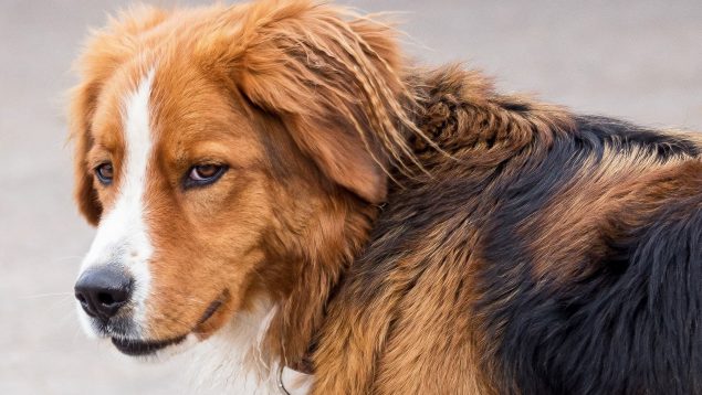 como saber si un perro tiene hemorragia interna