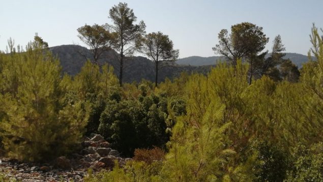 Las montañas de Andratx, Calvià y Estellencs recuperan su vegetación diez años después del gran incendio