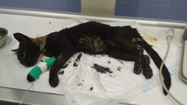 Muere el gato de Almería al que rociaron con ácido, cortaron la lengua y dispararon 30 perdigones