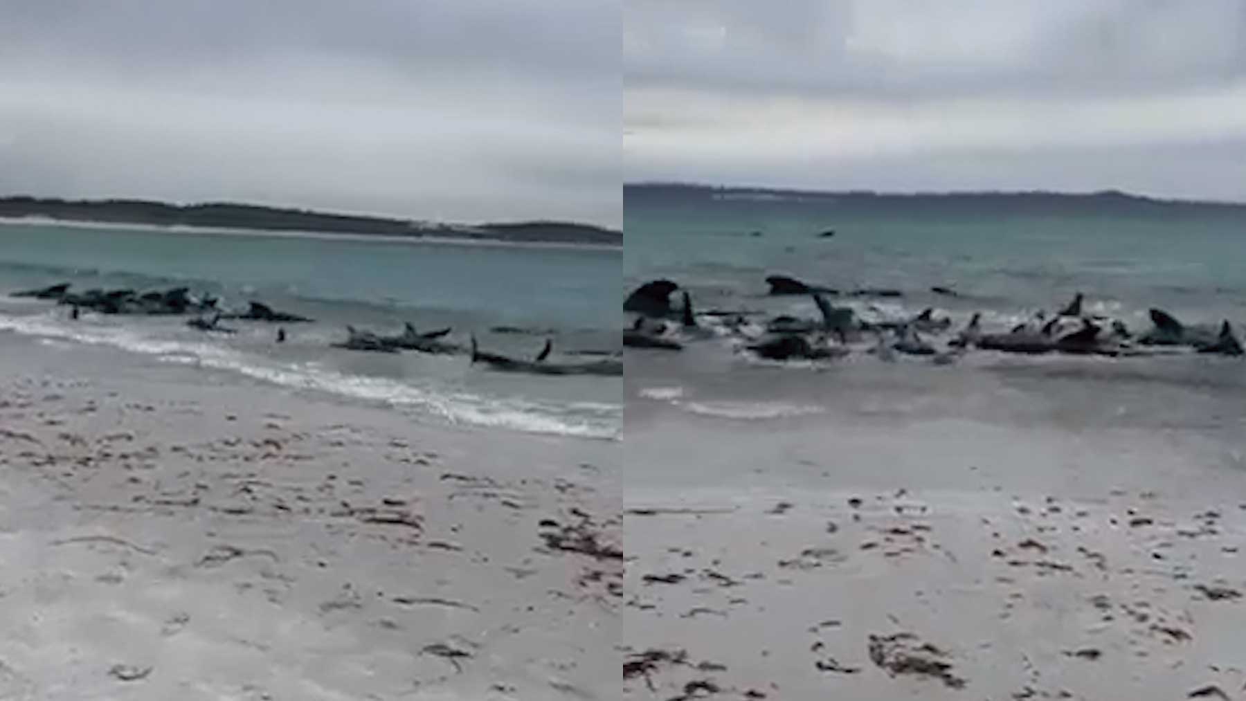 Ballenas piloto varadas en Australia