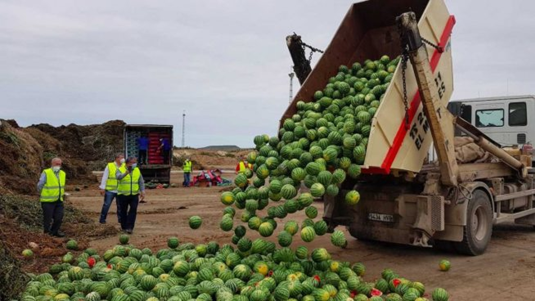 Productores agrícolas de Almería tiran más de 150 toneladas de melón y sandía en protesta por los bajos precios (Coexphal).