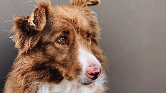 El peligroso comportamiento que pueden tener los perros con el calor. Los expertos lo desvelan en este estudio