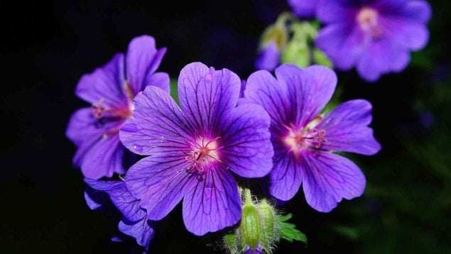 ¡Da vida a tu jardín!: así debes plantar los geranios de olor