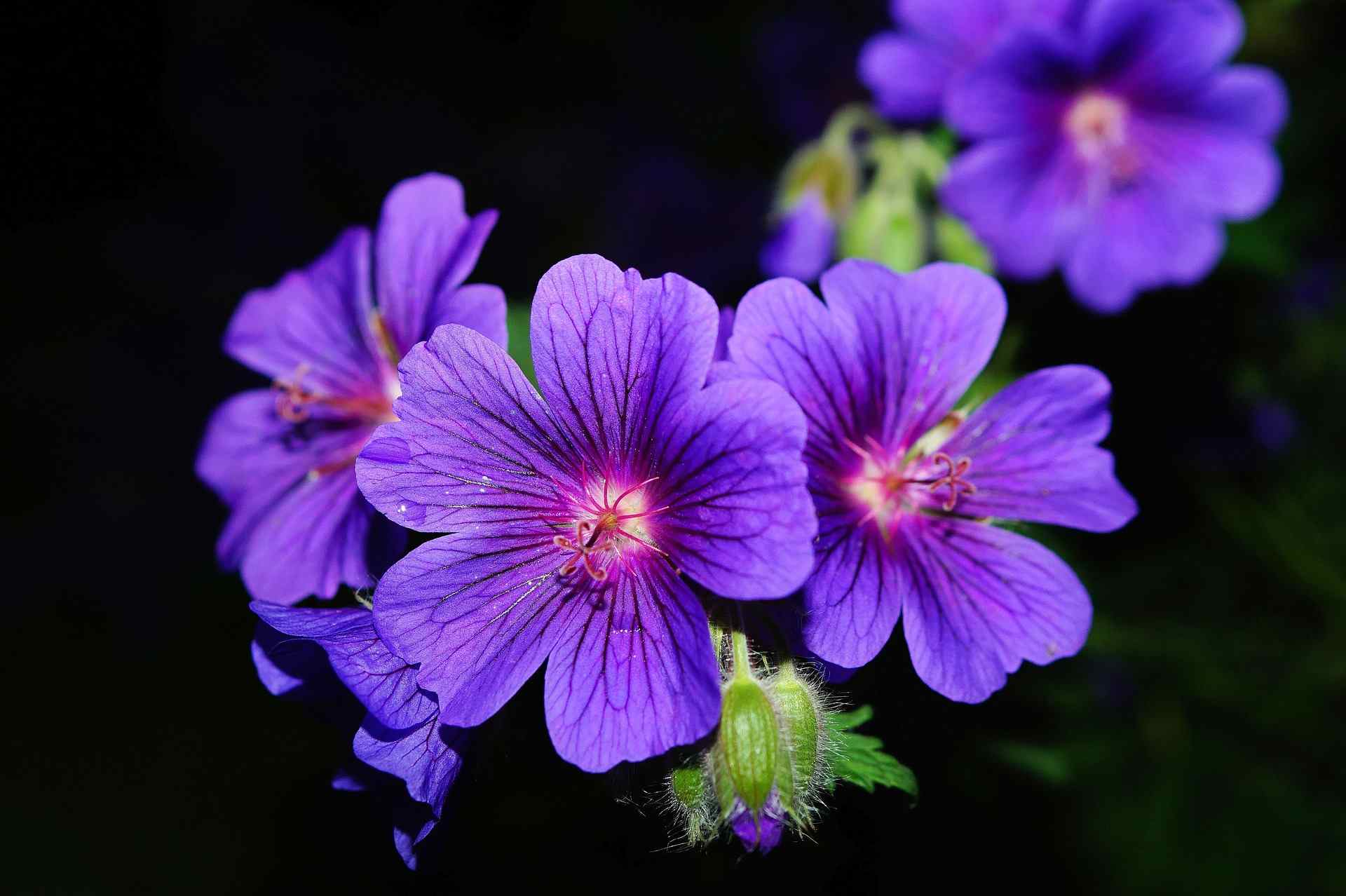 ¡Da vida a tu jardín!: así debes plantar los geranios de olor