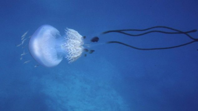 Descubren una gigantesca medusa «alien» en una playa de Murcia