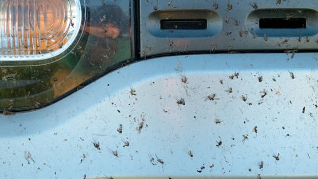 trucos quitar mosquitos coche