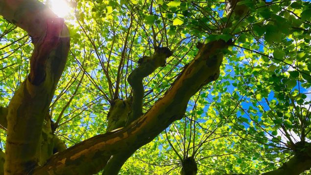 Tú verás lo que haces: esto es lo que pasa si talas las ramas del árbol de tu vecino