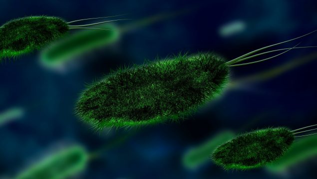 Posbióticos: qué son y en qué se diferencian de los probióticos