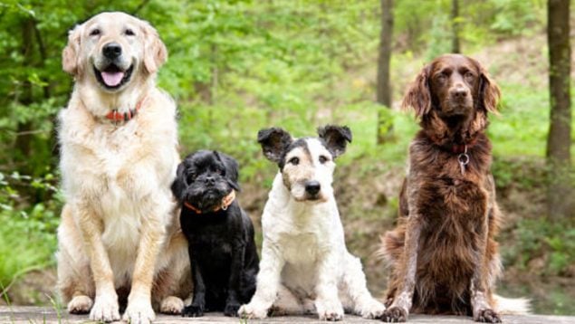 ¿Amante de los perros? Piénsalo dos veces: los veterinarios no querrían tener estas dos razas en casa