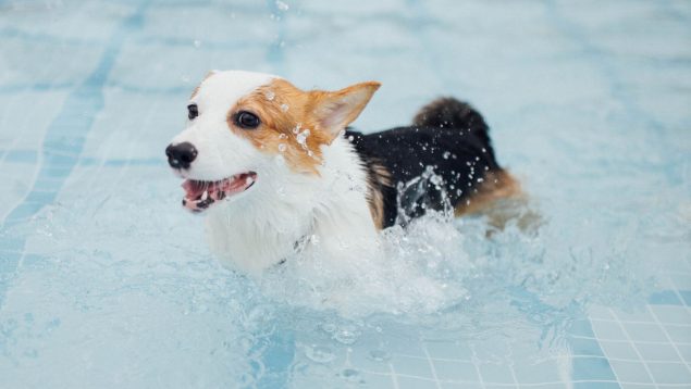 perros aprender nadar