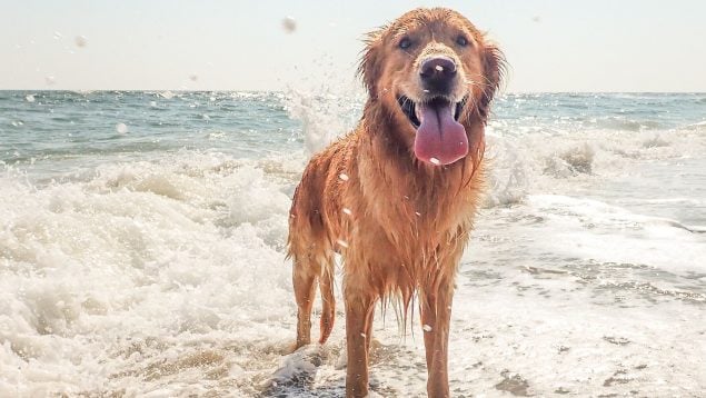 Esto es lo que le pasa a tu perro por beber agua del mar: un veterinario responde