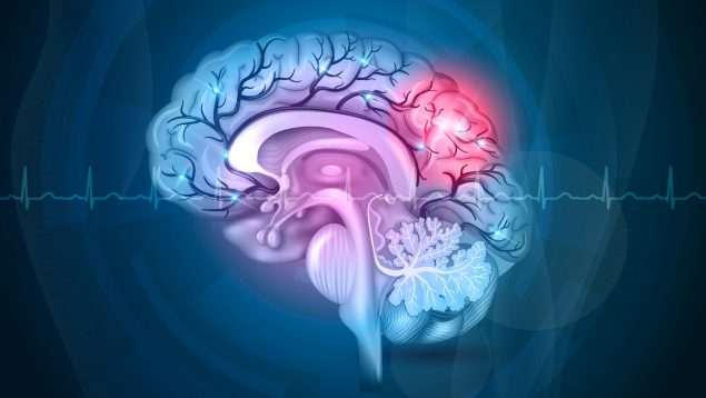 Descubren las células que favorecen la capacidad de memorizar o el control cerebral de los movimientos