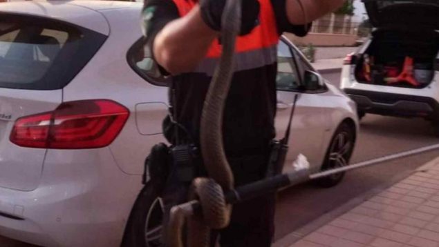 Una mujer encuentra una serpiente de dos metros en el váter de su casa en Almería