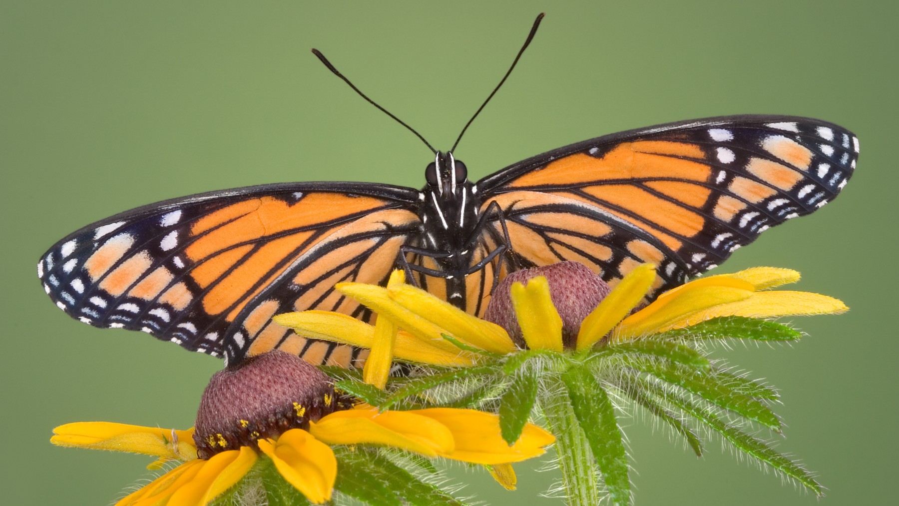 Las mariposas monarcas se desplaza más de 4.000 kilómetros para asegurar su supervivencia