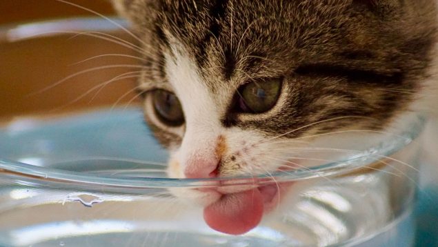 Razones por la que el gato bebe mucha agua