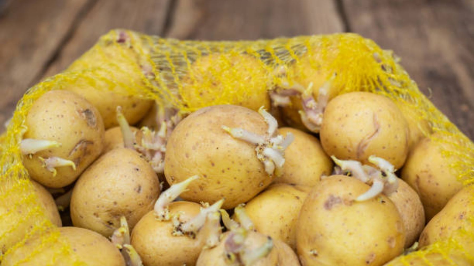 El aviso de un experto sobre las patatas con brotes