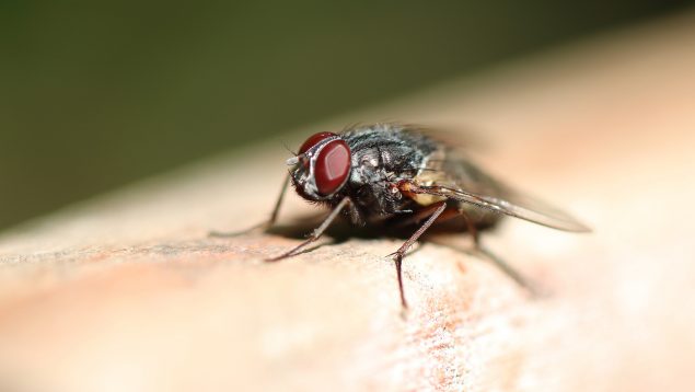 La mosca negra ya está en España: así debes actuar si te pica una