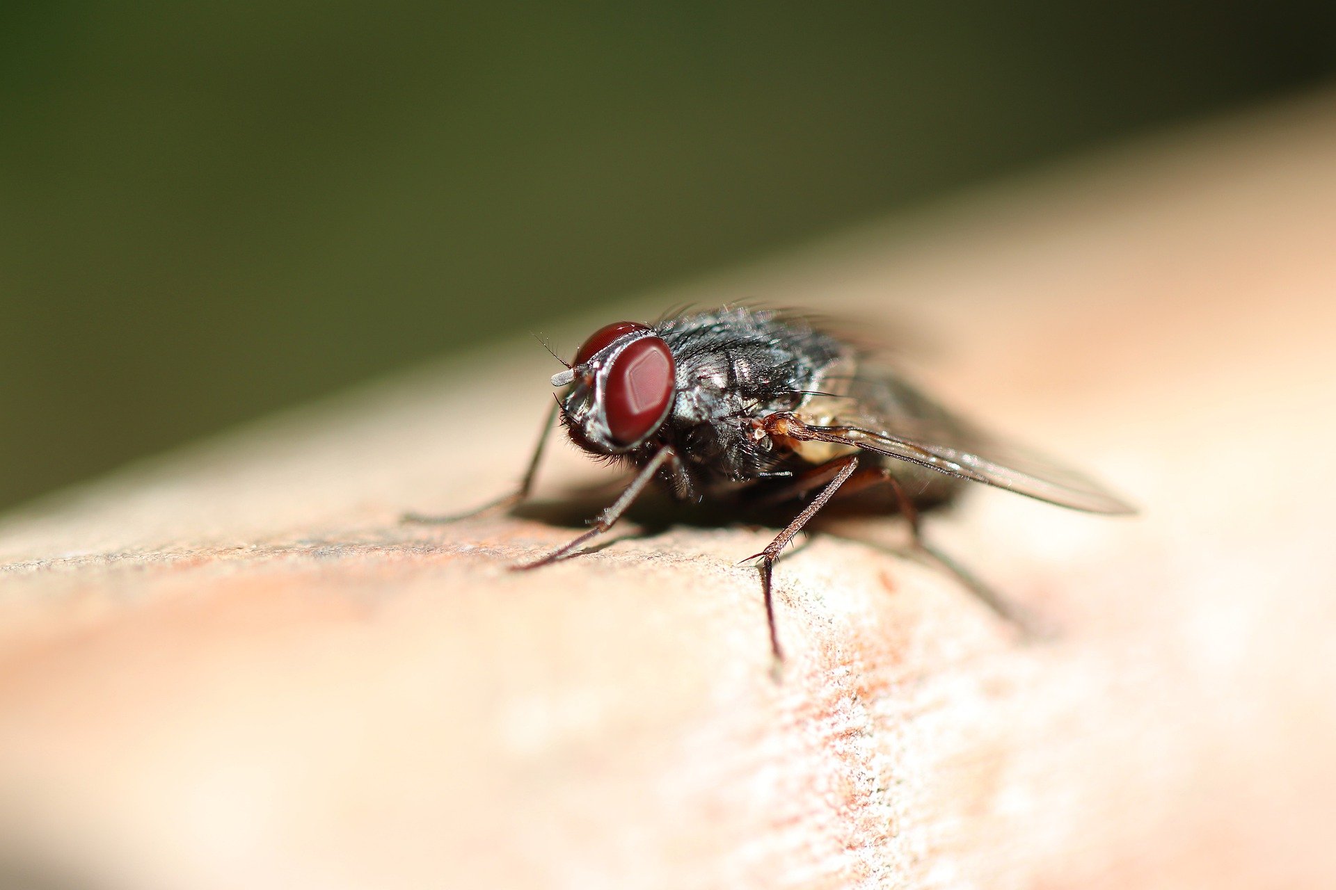La mosca negra ya está en España: así debes actuar si te pica una