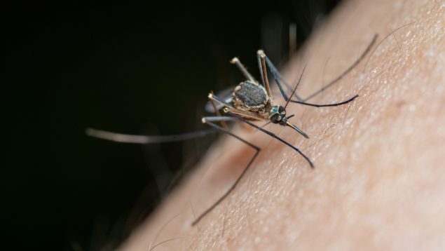 Truco mosquitos