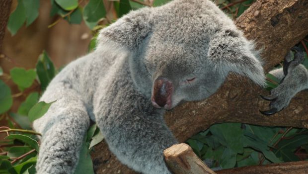 Australia