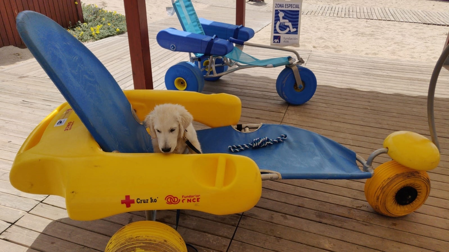 Chui, el perro que se prepara para ser socorrista en una playa de Chiclana de la Frontera (EUROPA PRESS).