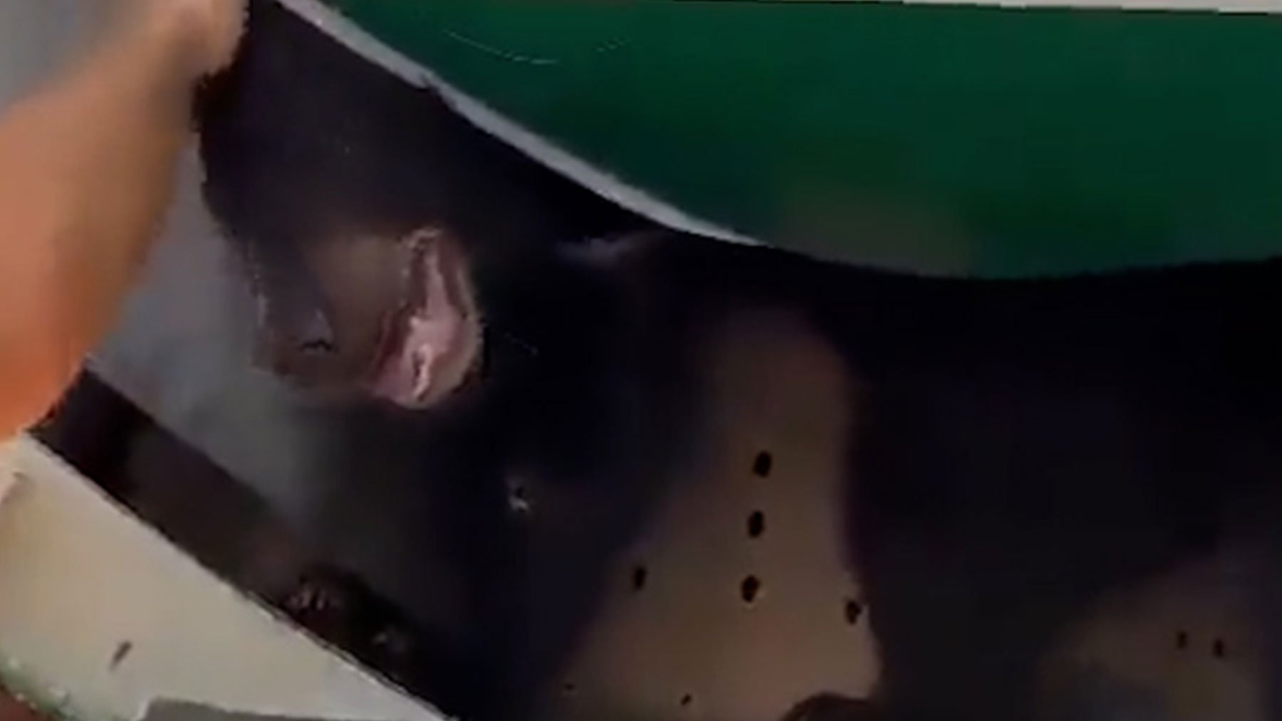 Un oso se escapa de su jaula en la bodega de un avión y retrasa un vuelo comercial en Dubai