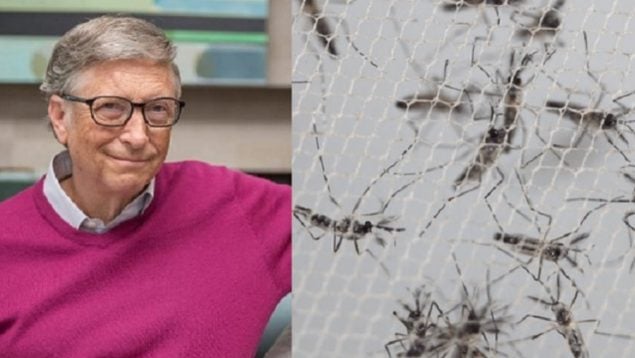 Bill Gates mosquitos