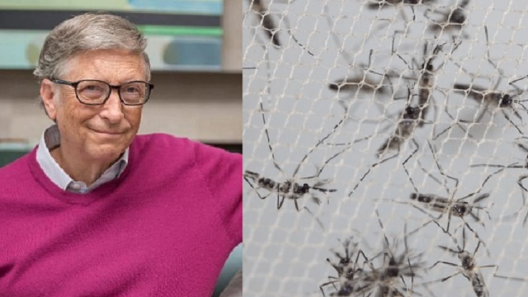 Descubre por qué Bill Gates tiene una granja de mosquitos