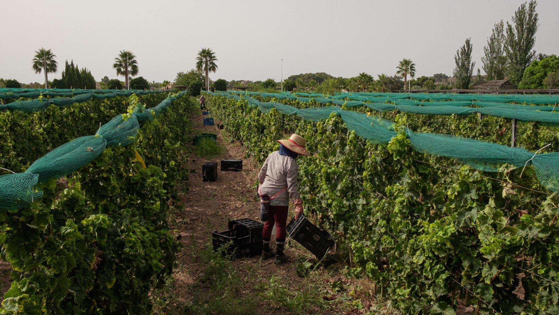 Una trabajadora recoge uva durante una jornada de vendimia (EFE).