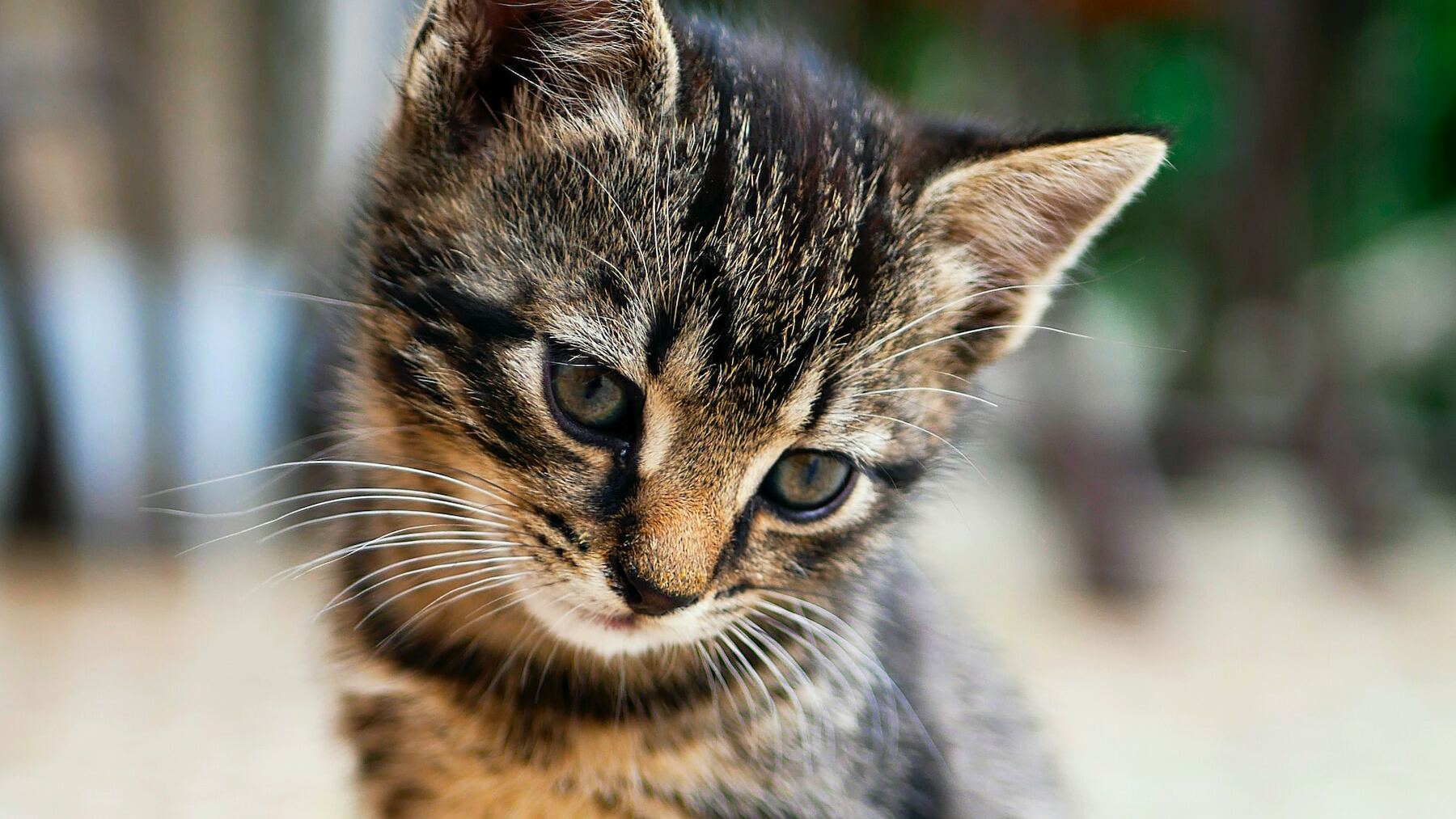 Un hombre sufre una infección desconocida para la ciencia después de que le muerda un gato callejero