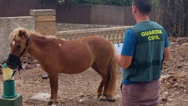 detenido robar poni