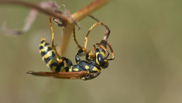 Los 5 insectos más venenosos del mundo