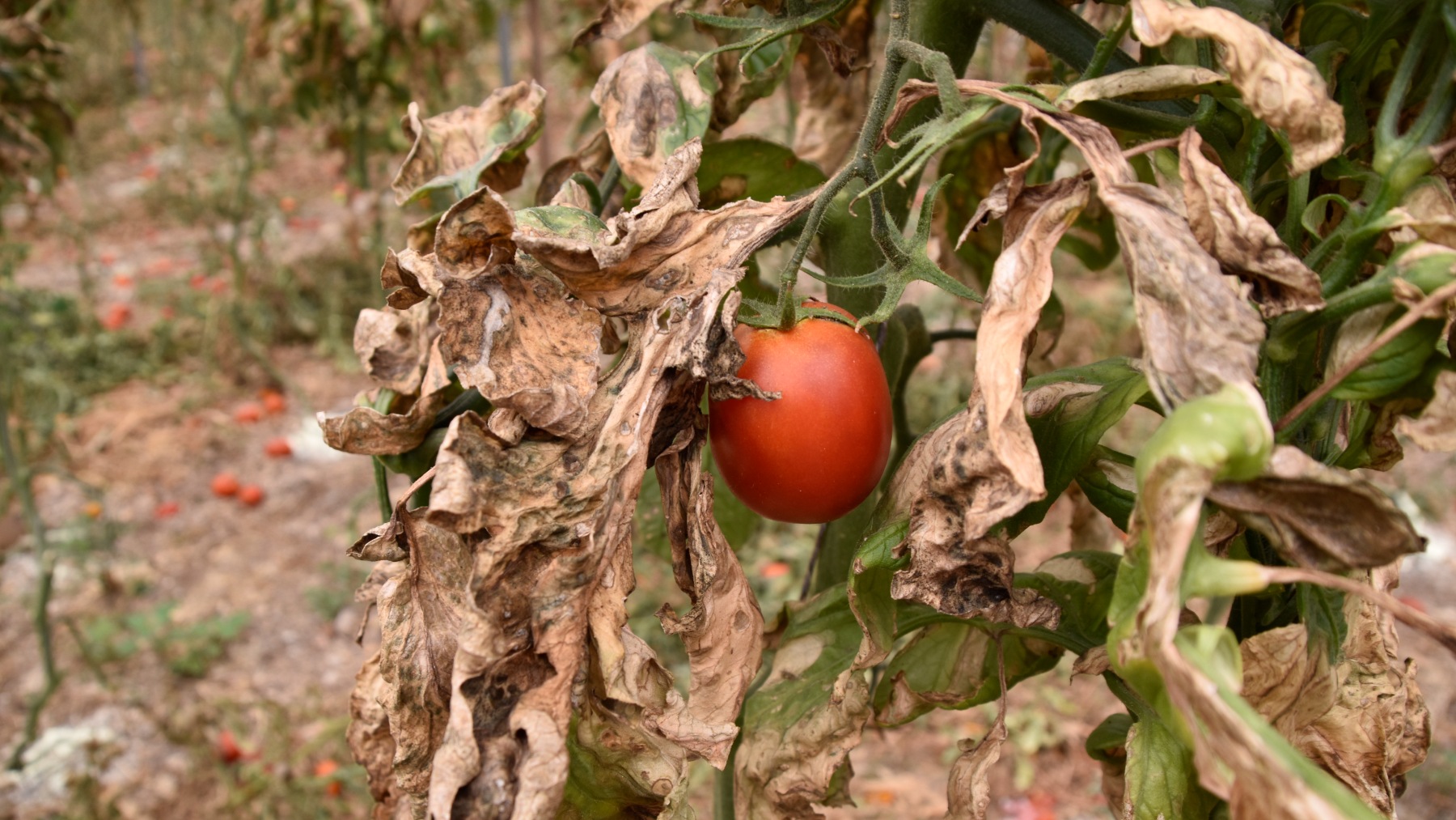 La sequía amenaza la supervivencia de los cultivos y agricultores andaluces (EFE).
