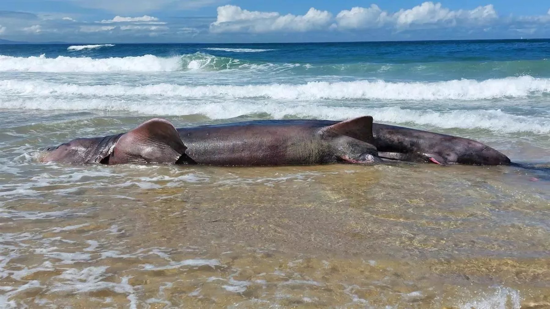 Aparece el cadáver de una cría de tiburón peregrino de más de seis metros en una playa de Ferrol