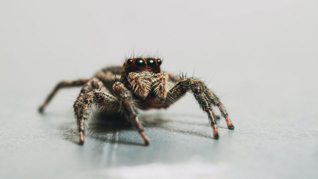 Esta es una de las arañas más peligrosas y su picadura puede ser mortal