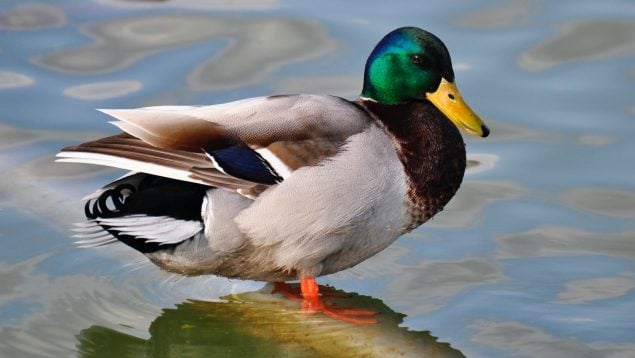 Las 15 mejores frases sobre los patos para reflexionar